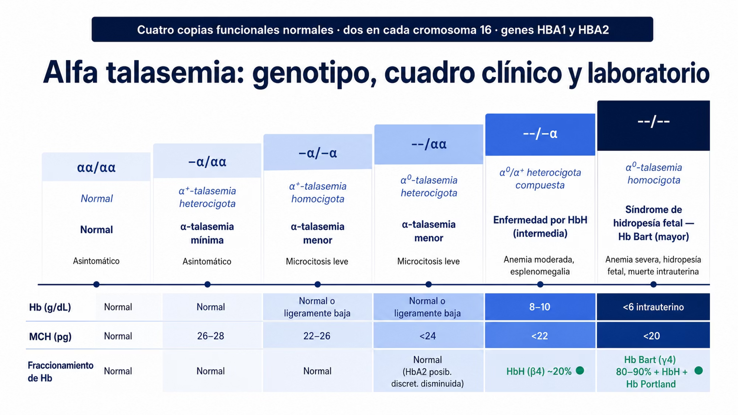 Escalera de seis escalones que relaciona el genotipo de alfa globina con el cuadro clínico y el laboratorio. αα/αα es normal. −α/αα, α+-talasemia heterocigota, corresponde a α-talasemia mínima con MCH de 26 a 28 pg y fraccionamiento normal. −α/−α, α+-talasemia homocigota, y --/αα, α0-talasemia heterocigota, corresponden a α-talasemia menor con MCH de 22 a 26 pg y menor de 24 pg respectivamente, y en la segunda la HbA2 puede estar discretamente disminuida. --/−α corresponde a la enfermedad por HbH, con hemoglobina de 8 a 10 g/dL, MCH menor de 22 pg y HbH hasta cerca de 20%. --/-- corresponde al síndrome de hidropesía fetal por Hb Bart, con hemoglobina intrauterina menor de 6 g/dL, MCH menor de 20 pg y Hb Bart de 80 a 90%.