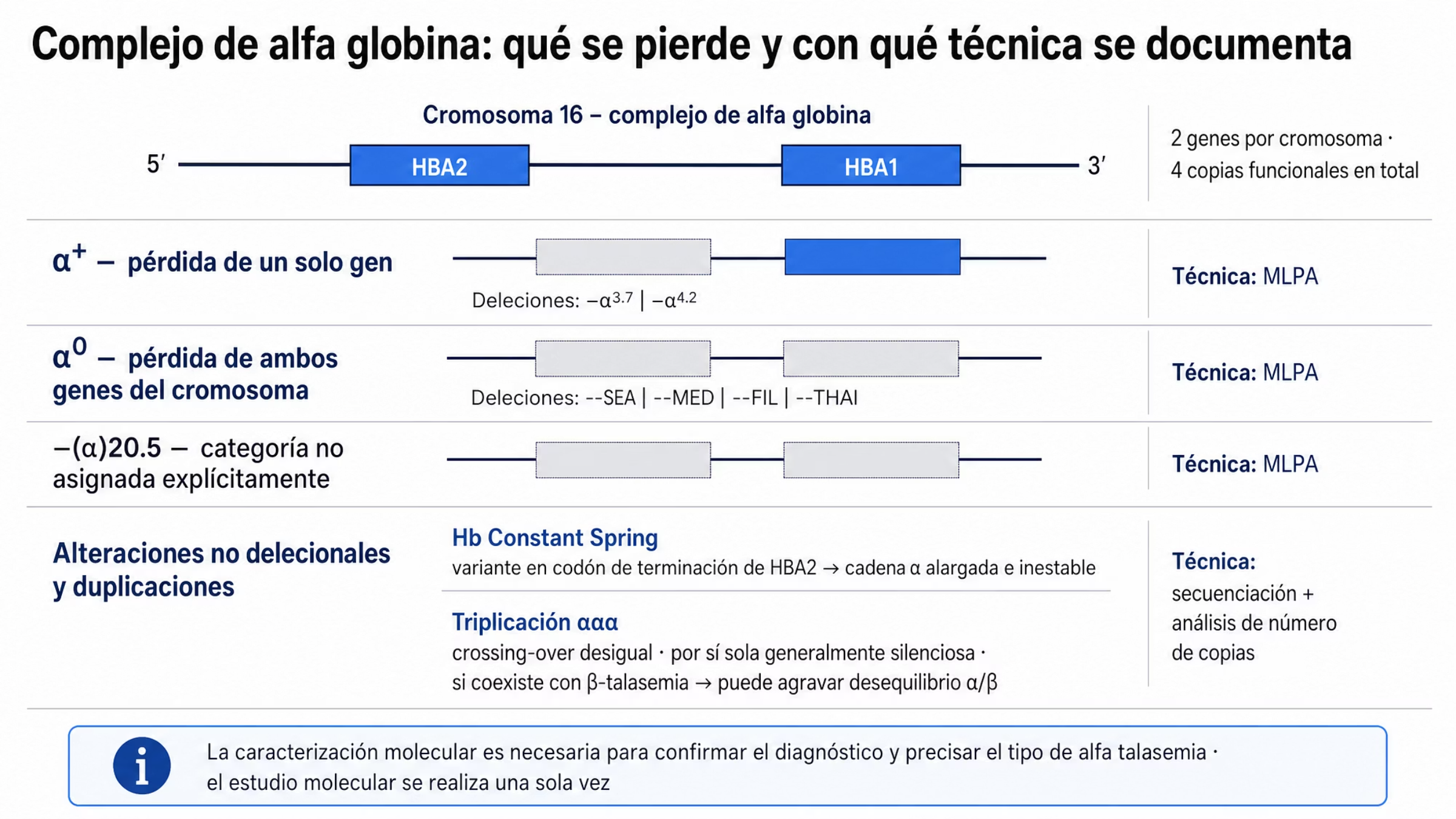 Esquema del complejo de alfa globina del cromosoma 16 con los genes HBA2 y HBA1. Un primer bloque muestra la pérdida de un solo gen, que corresponde a α+-talasemia, con las deleciones −α3.7 y −α4.2. Un segundo bloque muestra la pérdida de los dos genes de un cromosoma, que corresponde a α0-talasemia, con --SEA, --MED, --FIL y --THAI, y con −(α)20.5 señalada como deleción descrita sin categoría asignada. Un tercer bloque reúne alteraciones no delecionales: Hb Constant Spring, por una variante en el codón de terminación de HBA2 que produce una cadena α alargada e inestable, y la triplicación ααα, silenciosa por sí sola pero capaz de agravar el fenotipo cuando coexiste con beta talasemia. Al lado se indica que las deleciones se detectan por MLPA y que el resto de alteraciones requiere secuenciación junto con el análisis del número de copias.