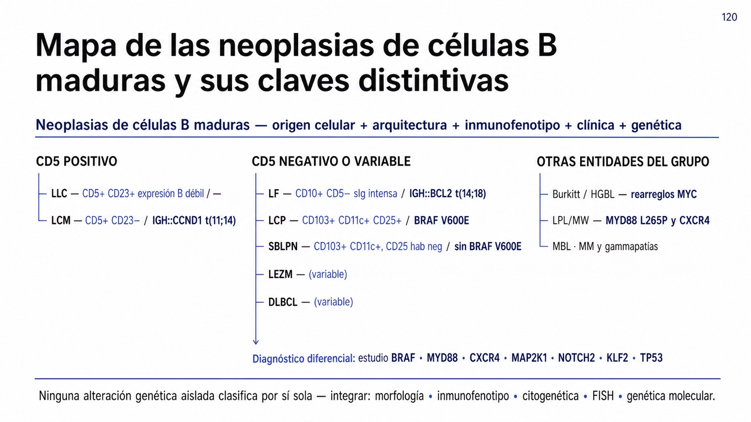 Composición jerárquica de las neoplasias de células B maduras en tres ramas. En la rama de CD5 positivo, la LLC con CD5 y CD23 positivos y expresión B débil, y el linfoma de células del manto con CD5 positivo, CD23 por lo general negativo e IGH::CCND1 o t(11;14). En la rama de CD5 negativo o variable, el linfoma folicular con CD10 positivo e IGH::BCL2 o t(14;18), la leucemia de células peludas con CD103, CD11c y CD25 positivos y BRAF V600E, el linfoma o leucemia esplénica de células B con nucléolos prominentes con CD25 habitualmente negativo, el linfoma esplénico de la zona marginal y el linfoma difuso de células B grandes; de esta rama cuelga la nota de que el estudio dirigido de BRAF, MYD88, CXCR4, MAP2K1, NOTCH2, KLF2 y TP53 apoya el diagnóstico diferencial. En la tercera rama, el linfoma de Burkitt y los linfomas B de alto grado con rearreglos de MYC, el linfoma linfoplasmocítico y la macroglobulinemia de Waldenström con MYD88 L265P y CXCR4, la linfocitosis B monoclonal y el mieloma múltiple con las gammapatías monoclonales. Al pie se advierte que ninguna alteración genética aislada basta para clasificar.