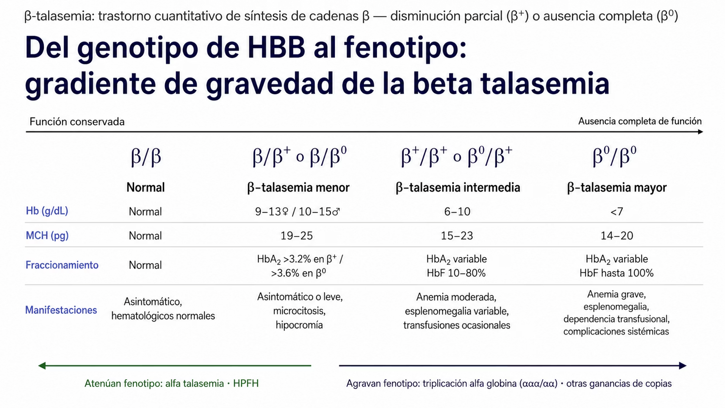 Composición sobre un eje horizontal que ordena la beta talasemia según la cantidad de cadena β que producen los alelos de HBB. Cuatro posiciones: β/β, normal, sin alteraciones, con Hb, MCH y fraccionamiento normales; β/β+ o β/β0, beta talasemia heterocigota o β-talasemia menor, con microcitosis e hipocromía y anemia leve ocasional, Hb de 9 a 13 gramos por decilitro en mujeres y de 10 a 15 en hombres, MCH de 19 a 25 picogramos, HbA2 mayor de 3.2 por ciento, mayor de 3.6 por ciento cuando el alelo es β0, y HbF de 0.5 a 6 por ciento; β+/β+ o β0/β+, forma leve y β-talasemia intermedia, con anemia microcítica e hipocrómica de necesidad transfusional variable, Hb de 6 a 10 gramos por decilitro, MCH de 15 a 23 picogramos, HbA2 variable y HbF de 10 a 80 por ciento; β0/β0, forma grave y β-talasemia mayor, con transfusiones regulares, Hb menor de 7 gramos por decilitro, MCH de 14 a 20 picogramos, HbA2 variable y HbF hasta 100 por ciento. Al pie, dos flechas contrapuestas: la coexistencia de alfa talasemia o de persistencia hereditaria de hemoglobina fetal atenúa el cuadro, y la triplicación de alfa globina u otras ganancias de copias lo agravan.