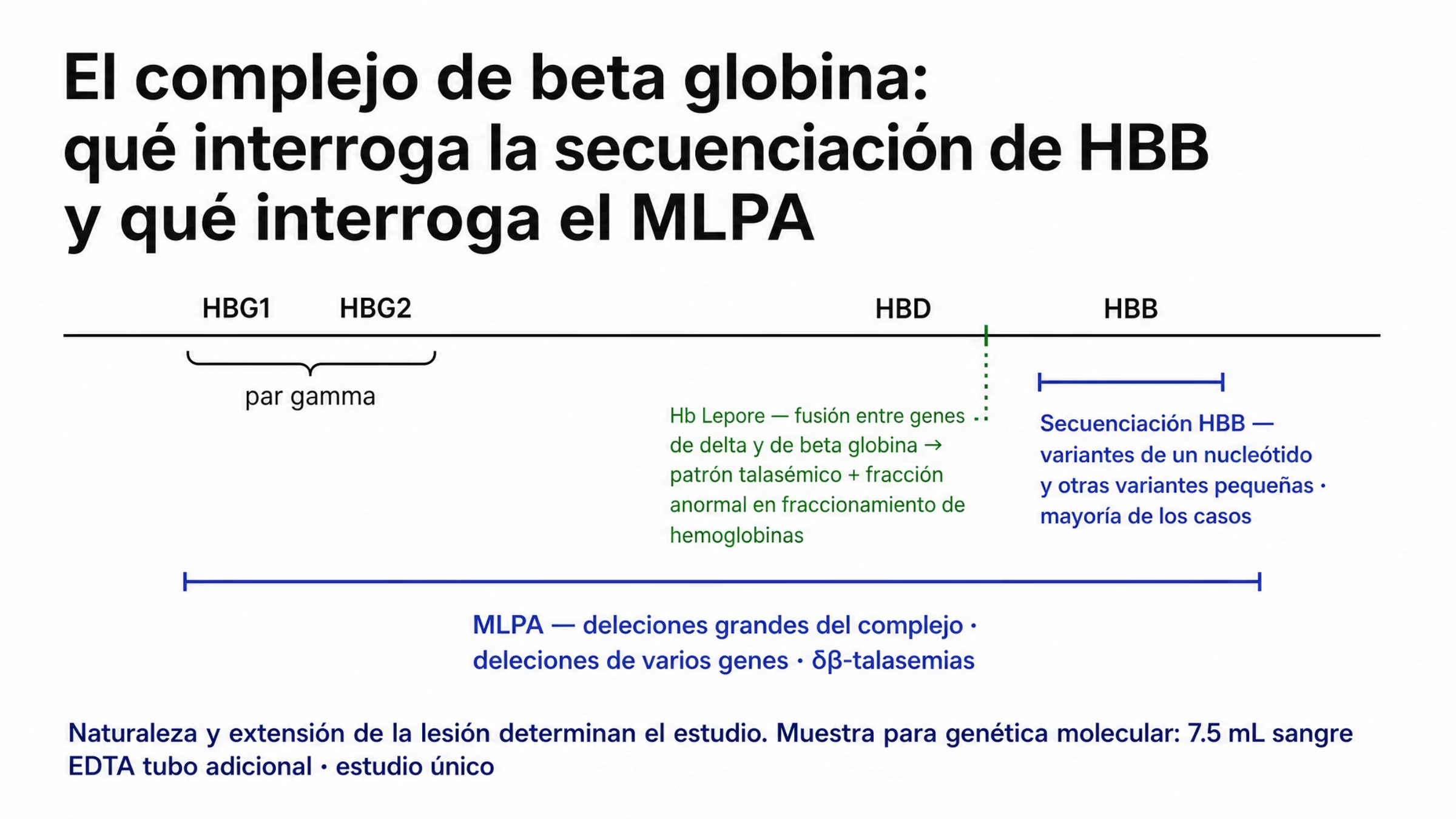 Mapa esquemático del complejo de beta globina en el cromosoma 11, representado como una línea fina con cuatro genes rotulados: el par gamma HBG1 y HBG2, y HBD contiguo a HBB. Bajo la línea, dos corchetes de distinta extensión indican qué interroga cada estudio molecular. El corchete estrecho abarca sólo HBB y corresponde a la secuenciación, que identifica las variantes de un solo nucleótido y otras variantes pequeñas, responsables de la mayoría de los casos. El corchete ancho abarca varios genes y corresponde al MLPA, que estudia las deleciones grandes del complejo y también las deleciones que abarcan varios genes, como en algunas δβ-talasemias. En el punto donde se tocan HBD y HBB, una marca señala la Hb Lepore, producto de la fusión entre los genes de delta y de beta globina, que genera un patrón hematológico talasémico y una fracción anormal en el estudio de hemoglobinas. Al pie se indica que la genética molecular se solicita con 7.5 mililitros de sangre con EDTA en tubo adicional y se realiza una sola vez.