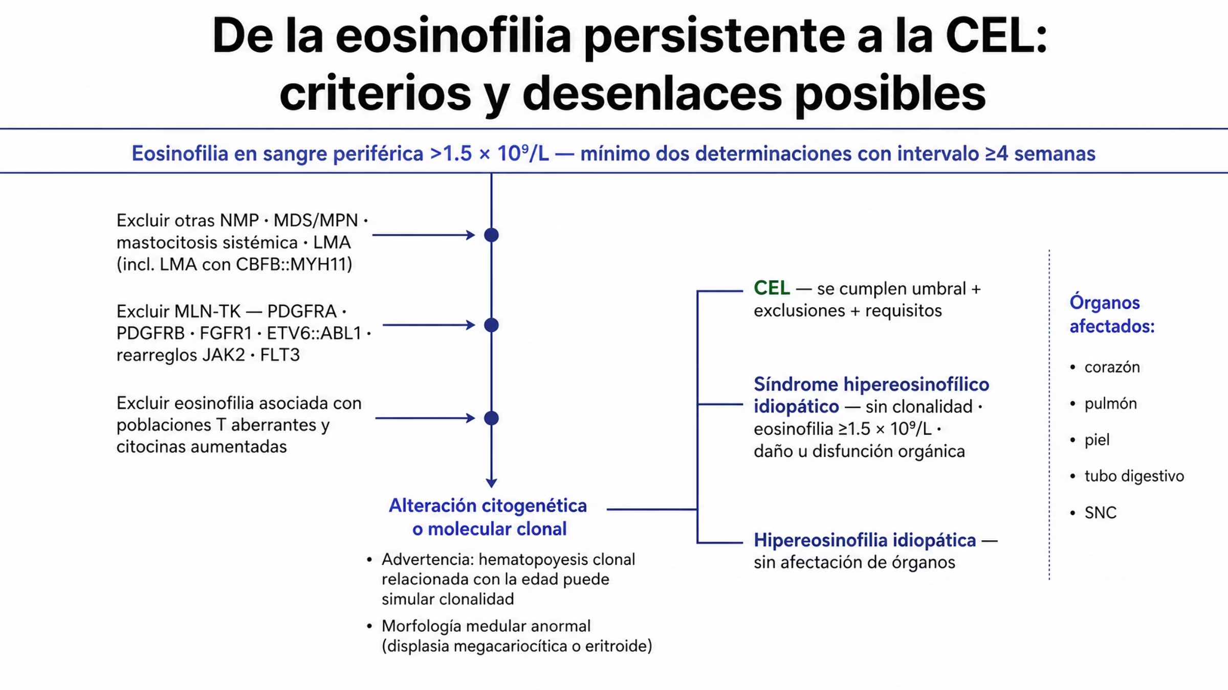 Algoritmo diagnóstico de la leucemia eosinofílica crónica. Entrada: eosinofilia en sangre periférica mayor de 1.5 por 10 a la nueve por litro en al menos dos determinaciones separadas por un mínimo de cuatro semanas. Exclusiones: otras neoplasias mieloproliferativas, MDS/MPN, mastocitosis sistémica y leucemia mieloide aguda, en particular con CBFB::MYH11; neoplasias mieloides o linfoides con rearreglos de tirosina cinasa que involucran PDGFRA, PDGFRB, FGFR1, ETV6::ABL1 y rearreglos de JAK2 o FLT3; y eosinofilia asociada con poblaciones T aberrantes con producción aumentada de citocinas. Requisitos positivos: evidencia de alteración citogenética o molecular clonal, con la advertencia de considerar la hematopoyesis clonal relacionada con la edad, y morfología medular anormal, por ejemplo displasia megacariocítica o eritroide. Desenlaces: leucemia eosinofílica crónica; síndrome hipereosinofílico idiopático cuando no se documenta clonalidad, persiste eosinofilia de 1.5 por 10 a la nueve por litro o más sin causa identificable y hay daño o disfunción orgánica; e hipereosinofilia idiopática cuando no hay afectación de órganos.