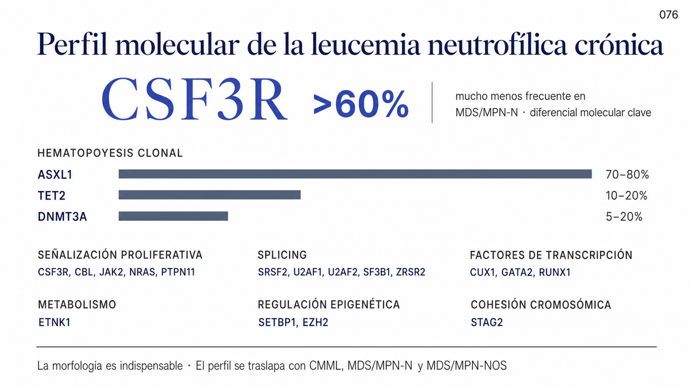 Mapa molecular de la leucemia neutrofílica crónica en tres estratos. Arriba, CSF3R como alteración definitoria presente en más de 60% de los casos y mucho menos frecuente en la neoplasia mielodisplásica-mieloproliferativa con neutrofilia. En el centro, alteraciones de hematopoyesis clonal con sus frecuencias: ASXL1 de 70 a 80%, TET2 de 10 a 20% y DNMT3A de 5 a 20%. Abajo, seis agrupaciones funcionales: señalización proliferativa con CSF3R, CBL, JAK2, NRAS y PTPN11; splicing con SRSF2, U2AF1, U2AF2, SF3B1 y ZRSR2; factores de transcripción con CUX1, GATA2 y RUNX1; metabolismo con ETNK1; regulación epigenética con SETBP1 y EZH2; y cohesión cromosómica con STAG2.