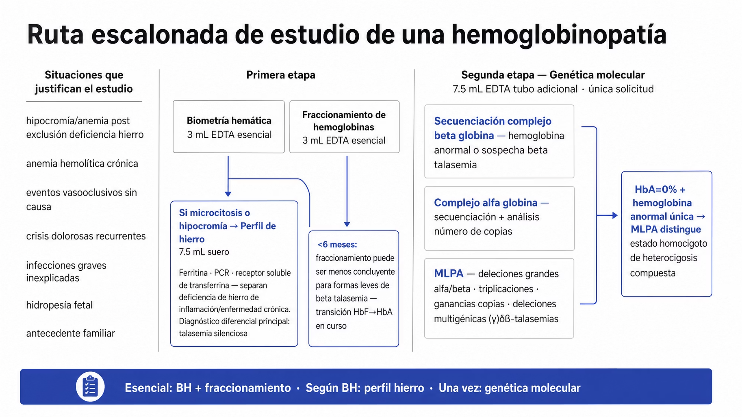 Algoritmo de estudio en dos etapas. Entrada con las situaciones que justifican el estudio: hipocromía o anemia después de descartar deficiencia de hierro, anemia hemolítica crónica, eventos vasooclusivos sin causa aclarada, crisis dolorosas recurrentes, infecciones graves sin explicación suficiente, hidropesía fetal y antecedente familiar de hemoglobinopatía. Primera etapa con dos estudios simultáneos, biometría hemática y fraccionamiento de hemoglobinas por electroforesis capilar de alta resolución, ambos con 3 mililitros de sangre con EDTA. De la biometría hemática cuelga una rama condicional: si hay microcitosis o hipocromía se evalúa el estado del hierro con perfil de hierro en 7.5 mililitros de suero, donde la ferritina, la proteína C reactiva y el receptor soluble de transferrina diferencian la deficiencia de hierro de la inflamación o la enfermedad crónica; la deficiencia de hierro es el principal diagnóstico diferencial de una talasemia clínicamente silenciosa. Junto al fraccionamiento, una advertencia: antes de los seis meses puede ser menos concluyente para algunas formas leves de beta talasemia, porque al nacimiento predominan HbF y HbA en proporciones cercanas y en los primeros meses HbA aumenta mientras HbF disminuye. Segunda etapa, genética molecular con 7.5 mililitros de sangre con EDTA en tubo adicional y una sola solicitud, que confirma la causa del patrón, define las combinaciones de variantes e informa el asesoramiento reproductivo, con tres ramas: secuenciación del complejo de beta globina, estudio del complejo de alfa globina con secuenciación y análisis de número de copias, y MLPA para deleciones grandes del complejo de alfa globina con triplicaciones y otras ganancias de copias y, en el complejo de beta globina, deleciones parciales o completas de HBB, alteraciones regulatorias y deleciones multigénicas como algunas gamma delta beta talasemias. Cierre: cuando hay prácticamente una sola hemoglobina anormal y no hay HbA, la MLPA distingue el estado homocigoto de la combinación heterocigota compuesta.