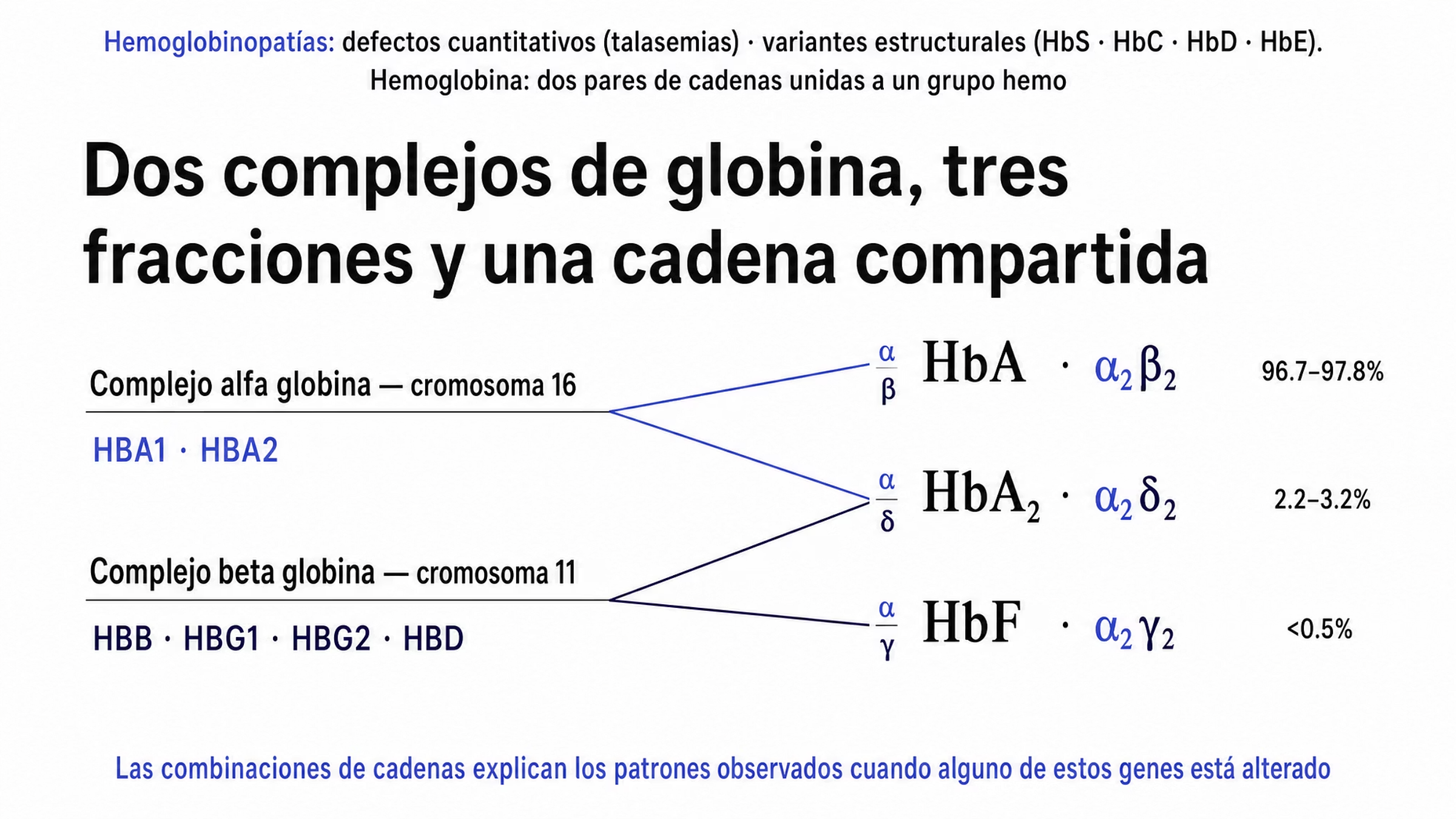 Mapa de dos mitades. En la izquierda, dos complejos génicos representados como agrupaciones sobre líneas finas: el complejo de alfa globina, en el cromosoma 16, con HBA1 y HBA2; y el complejo de beta globina, en el cromosoma 11, con HBB, HBG1, HBG2 y HBD, sin escala ni bandas cromosómicas. En la derecha, las tres hemoglobinas que predominan en el adulto, ordenadas por proporción: HbA, formada por dos cadenas alfa y dos beta, con una proporción aproximada de 96.7 a 97.8 por ciento; HbA2, formada por dos cadenas alfa y dos delta, de 2.2 a 3.2 por ciento; y HbF, formada por dos cadenas alfa y dos gamma, menos de 0.5 por ciento. Un trazo destacado sale del complejo de alfa globina y se ramifica hacia las tres fracciones, porque la cadena alfa participa en todas; tres trazos salen del complejo de beta globina y llegan uno a cada fracción, aportando el segundo componente que las diferencia, beta en HbA, delta en HbA2 y gamma en HbF. Una franja superior recuerda que las hemoglobinopatías se dividen en defectos cuantitativos, como las talasemias, y variantes estructurales, como HbS, HbC, HbD o HbE, y que la hemoglobina está formada por dos pares de cadenas de globina unidas cada una a un grupo hemo. Al pie, la regla de lectura: las combinaciones de cadenas dan origen a las fracciones fisiológicas y explican los patrones que se observan cuando alguno de estos genes está alterado.