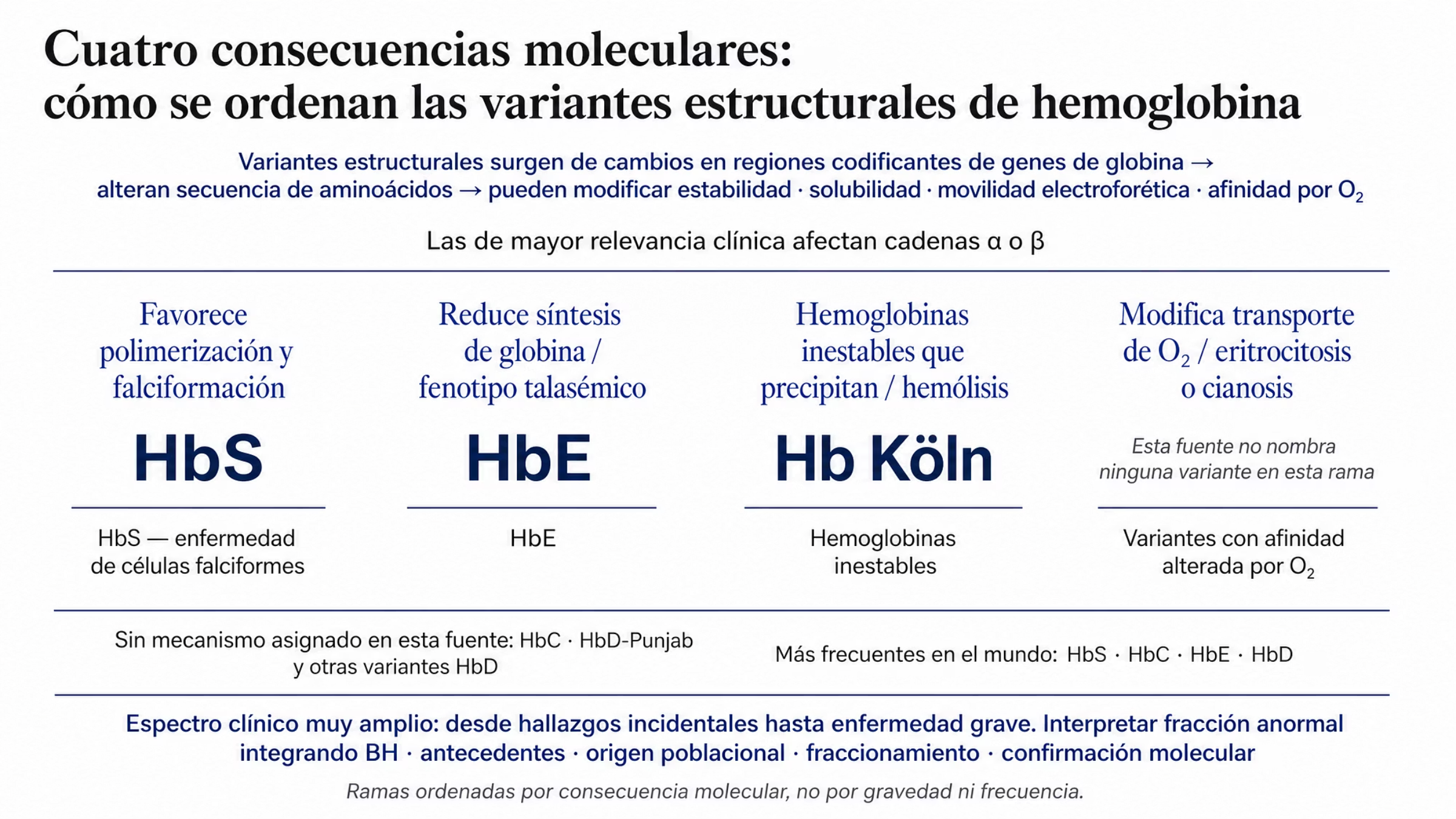 Clasificación tipográfica de las variantes estructurales de hemoglobina ordenada por consecuencia molecular. El tronco indica que estas variantes surgen de cambios en las regiones codificantes de los genes de globina, cambian la secuencia de aminoácidos y pueden alterar la estabilidad, la solubilidad, la movilidad electroforética o la afinidad por el oxígeno, y que las de mayor relevancia clínica afectan sobre todo las cadenas alfa o beta. De ahí salen cuatro ramas. La primera reúne las variantes que favorecen la polimerización y la falciformación, con HbS como ejemplo, e incluye la entrada HbS y enfermedad de células falciformes. La segunda reúne las que reducen la síntesis de globina y producen un fenotipo talasémico, con HbE como ejemplo. La tercera reúne las que generan hemoglobinas inestables que precipitan y causan hemólisis, con Hb Köln como ejemplo, e incluye la entrada de hemoglobinas inestables. La cuarta reúne las que modifican el transporte de oxígeno y provocan eritrocitosis o cianosis en determinados casos, e incluye la entrada de variantes con afinidad alterada por el oxígeno; su lugar de ejemplo aparece vacío y rotulado, porque este documento no nombra ninguna variante en esa rama. Al pie, una zona señala las entradas sin mecanismo asignado en esta fuente, que son HbC y HbD-Punjab junto con otras variantes HbD, y una banda recuerda que entre las variantes estructurales más frecuentes en el mundo están HbS, HbC, HbE y HbD. El cierre indica que el espectro clínico es muy amplio, desde hallazgos incidentales sin repercusión hasta enfermedad grave, y que para interpretar una fracción anormal hay que integrar la biometría hemática, los antecedentes clínicos y familiares, el origen poblacional, el patrón del fraccionamiento y, cuando haga falta, la confirmación molecular.