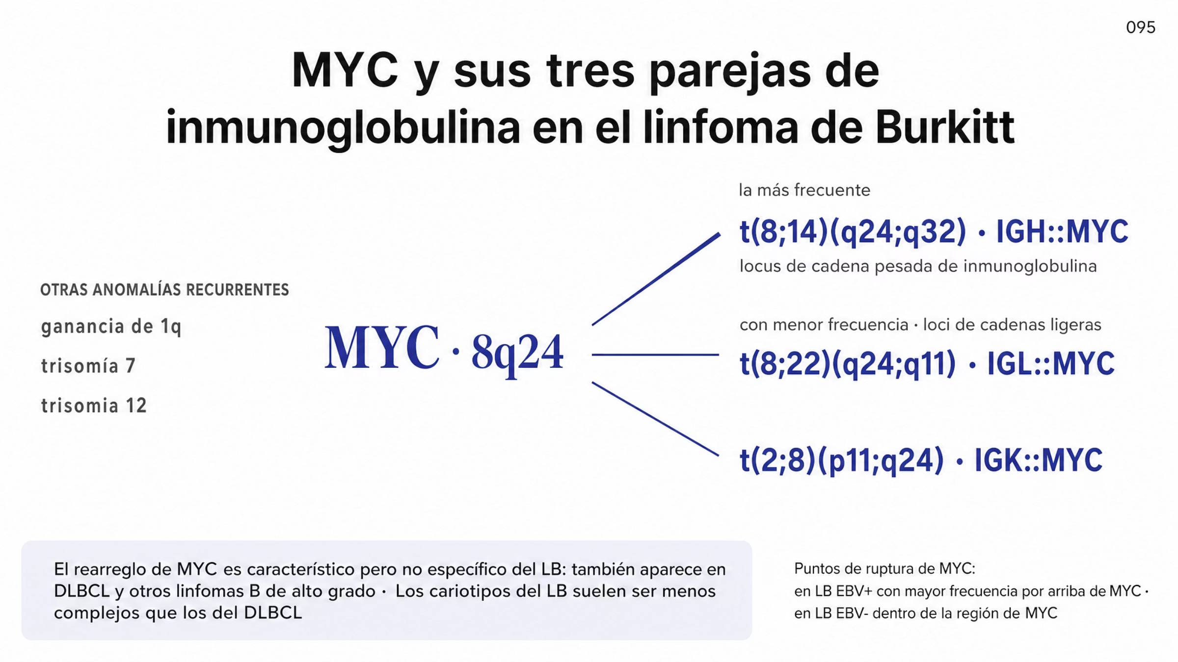 Figura radial centrada en MYC, en 8q24, de la que parten tres translocaciones. La más frecuente es t(8;14)(q24;q32), que genera IGH::MYC con el locus de cadena pesada de inmunoglobulina. Con menor frecuencia aparecen las variantes con loci de cadenas ligeras: t(8;22)(q24;q11) con IGL::MYC y t(2;8)(p11;q24) con IGK::MYC. Un bloque lateral enumera otras anomalías recurrentes: ganancia de 1q, trisomía 7 y trisomía 12. Una banda inferior advierte que el rearreglo de MYC es característico pero no específico del linfoma de Burkitt, ya que también aparece en DLBCL y en otros linfomas B de alto grado, aunque los cariotipos del linfoma de Burkitt suelen ser menos complejos. Una nota final señala que los puntos de ruptura de MYC varían según el estado de EBV.