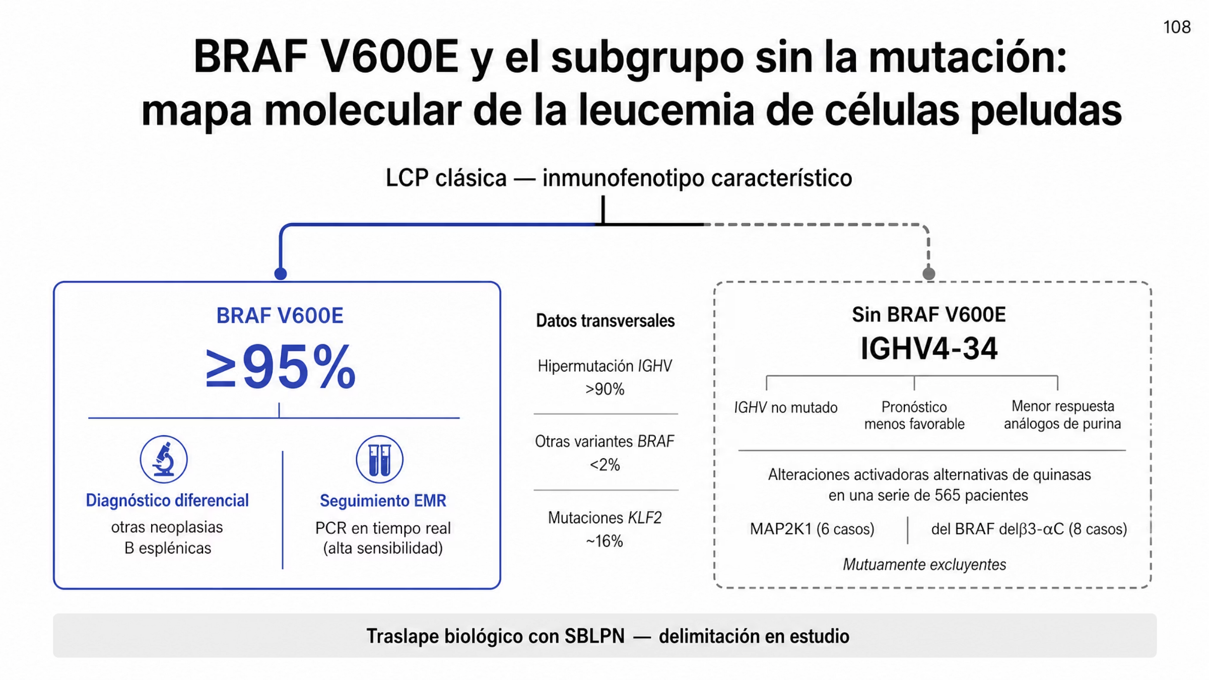 Mapa molecular de la leucemia de células peludas con dos ramas. La rama principal corresponde a BRAF V600E, presente en más de 95% de los casos clásicos y excepcional en otras neoplasias de células B maduras, con dos usos: apoyo al diagnóstico diferencial y seguimiento de la enfermedad medible residual mediante cuantificación por PCR en tiempo real. La segunda rama corresponde a los casos con inmunofenotipo clásico sin BRAF V600E, asociados con IGHV4-34, con estado IGHV no mutado, pronóstico menos favorable y menor respuesta a los análogos de purina; en una serie de 565 pacientes, 14 casos sin la mutación mostraron alteraciones mutuamente excluyentes, seis con mutación de MAP2K1 y ocho con deleciones BRAF delβ3-αC. Un carril central reúne la hipermutación del locus IGHV en más de 90% de los casos, otras variantes de BRAF en menos de 2% y mutaciones de KLF2 en cerca de 16%.