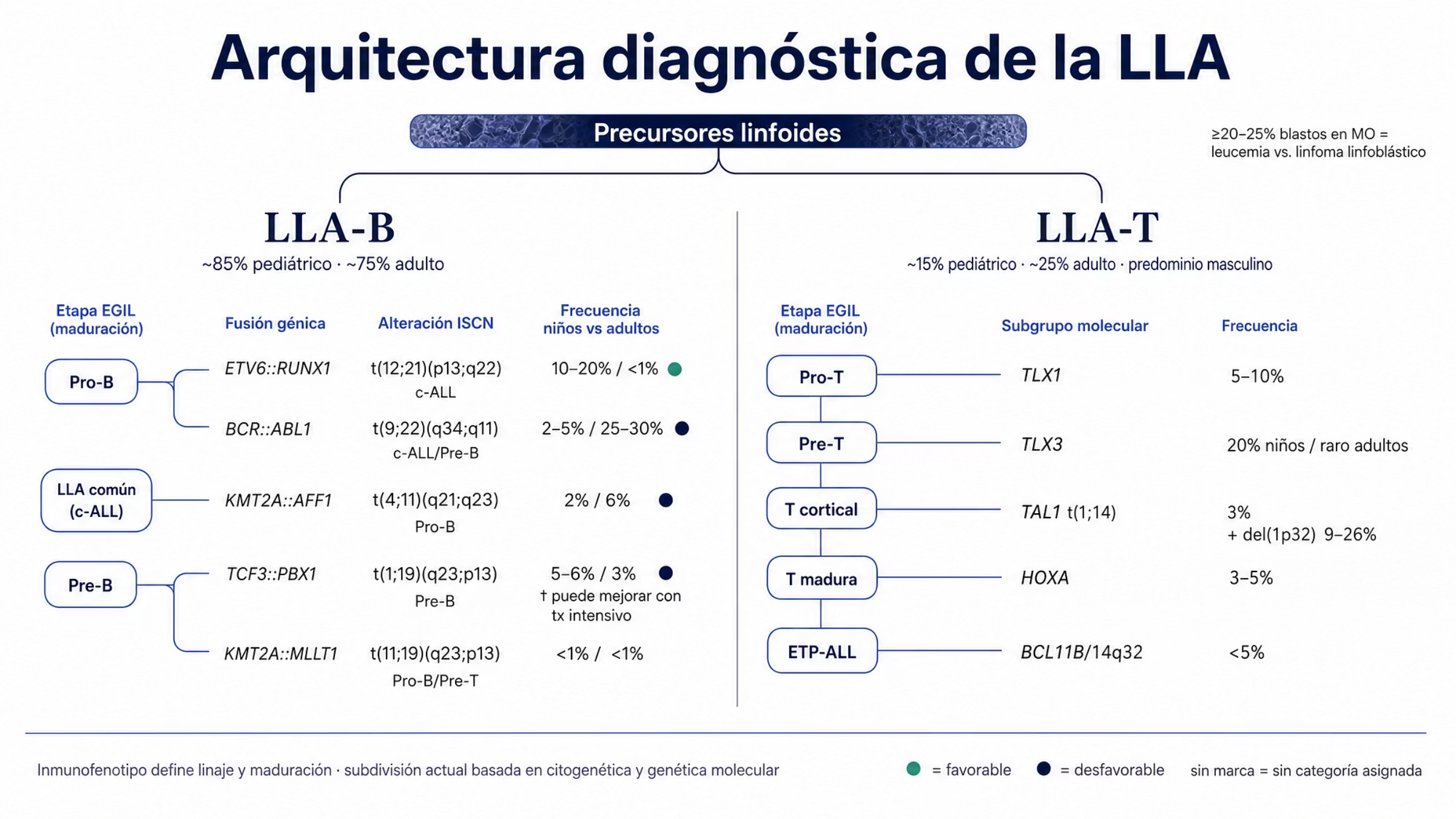 Composición jerárquica en tres niveles. Arriba, la raíz de las neoplasias de precursores linfoides de estirpe B o T. En medio, dos ramas: LLA-B a la izquierda y LLA-T a la derecha, esta última con cerca de 15% de los casos pediátricos y 25% de los casos en adultos. Cada rama muestra sus estadios de maduración de la EGIL: Pro-B, LLA común y Pre-B para la rama B; Pro-T, Pre-T, T cortical, T madura y ETP-ALL para la rama T. Abajo, los subgrupos genéticos con su alteración cromosómica, su fusión y su frecuencia en niños y en adultos: BCR::ABL1, KMT2A::AFF1, ETV6::RUNX1, TCF3::PBX1 y KMT2A::MLLT1 en la rama B, y TLX1, TLX3, TAL1, HOXA y rearreglos de BCL11B en la rama T. Un punto verde señala el único subgrupo de pronóstico favorable, ETV6::RUNX1, y un punto navy los de pronóstico desfavorable.