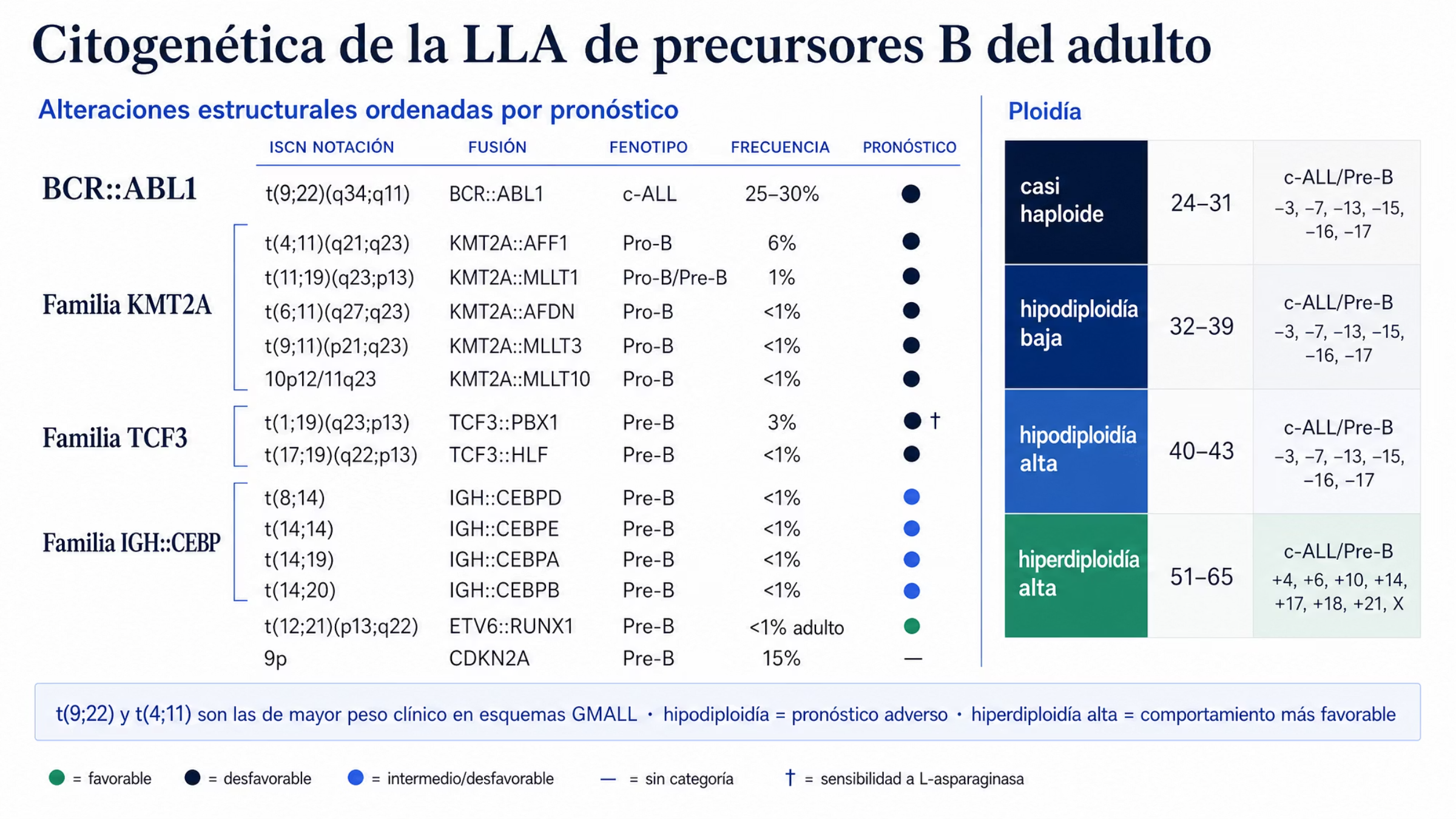 Mapa citogenético en dos zonas. A la izquierda, las alteraciones de la LLA de precursores B del adulto ordenadas por pronóstico y agrupadas por familia: BCR::ABL1 por t(9;22) en 25 a 30% de los casos, desfavorable y la más frecuente; la familia de rearreglos de KMT2A encabezada por t(4;11) con KMT2A::AFF1 en 6%; la familia de TCF3 con TCF3::PBX1 en 3% y TCF3::HLF; la familia de IGH con los genes CEBPD, CEBPE, CEBPA y CEBPB, todas con menos de 1%; ETV6::RUNX1 por t(12;21) como única alteración favorable; y 9p con CDKN2A en 15%, sin pronóstico asignado. A la derecha, cuatro bandas de ploidía ordenadas por número de cromosomas: casi haploide de 24 a 31, hipodiploidía baja de 32 a 39 con pérdidas de los cromosomas 3, 7, 13, 15, 16 y 17, hipodiploidía alta de 40 a 43 e hiperdiploidía alta de 51 a 65 con ganancias de los cromosomas 4, 6, 10, 14, 17, 18, 21 y X.
