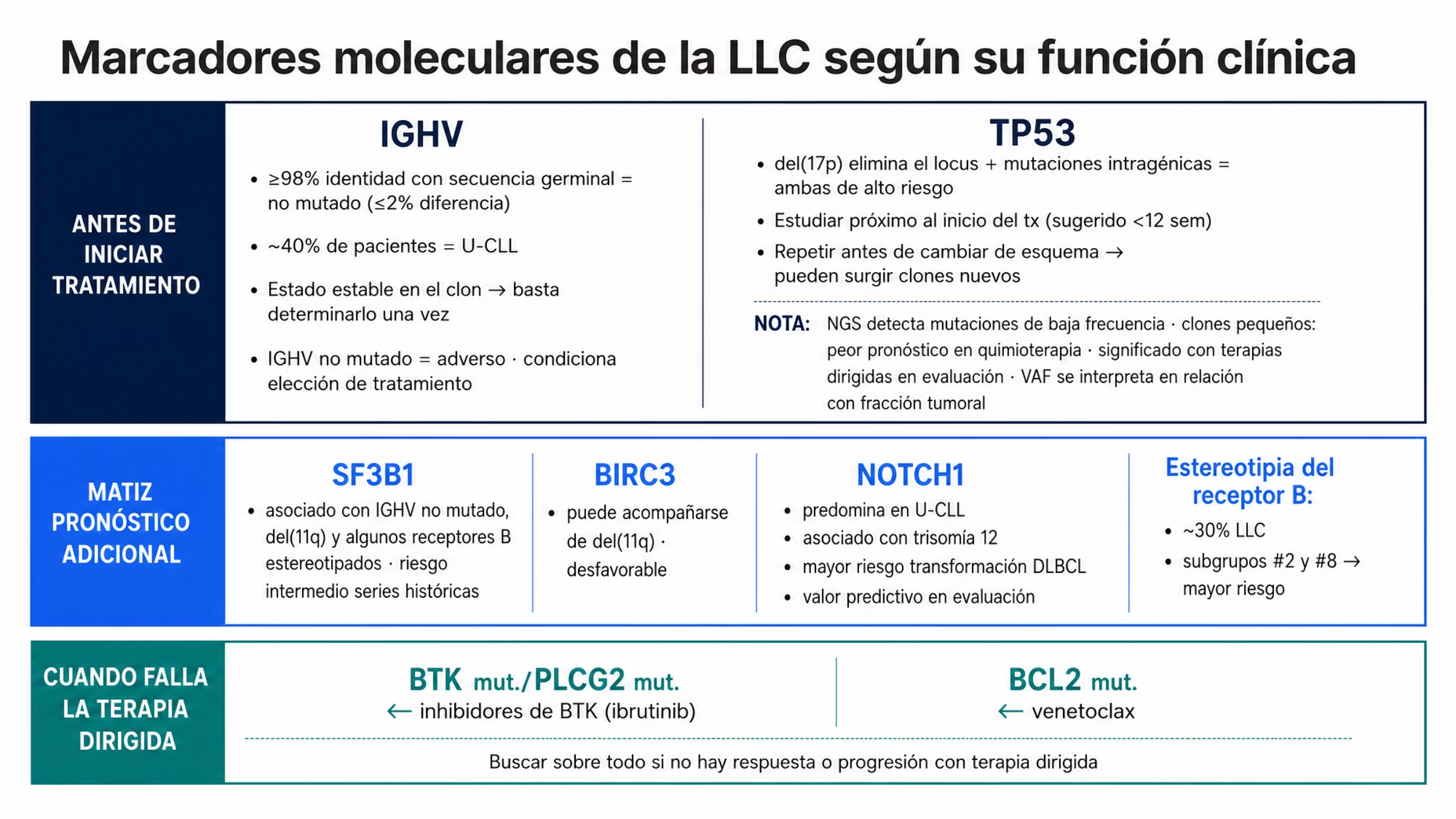 Mapa molecular de la leucemia linfocítica crónica organizado en tres franjas horizontales según su función clínica. La primera, antes de iniciar tratamiento, contiene IGHV, considerado no mutado con identidad germinal de 98% o más y presente en alrededor de 40% de los pacientes, y TP53, con la distinción entre del(17p) y las mutaciones intragénicas, el intervalo sugerido menor de 12 semanas y la repetición antes de cambiar de esquema. La segunda franja reúne los marcadores de matiz pronóstico SF3B1, TP53, BIRC3 y NOTCH1 con sus asociaciones, y la estereotipia del receptor B, presente en cerca de 30% de los casos, con los subgrupos 2 y 8 de mayor riesgo. La tercera franja corresponde a la falla de la terapia dirigida, con mutaciones de BTK y PLCG2 bajo inhibidores de BTK y mutaciones adquiridas de BCL2 con venetoclax.