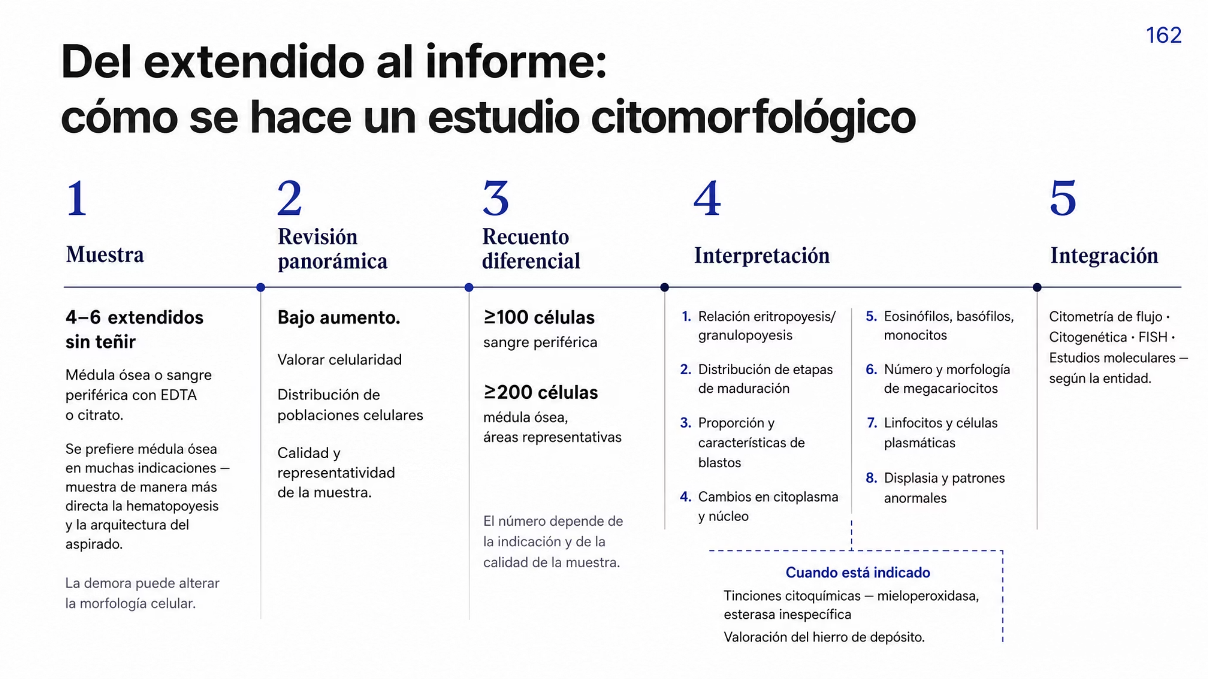 Secuencia del estudio citomorfológico en cuatro etapas. Muestra: de 4 a 6 extendidos sin teñir de médula ósea o de sangre periférica con EDTA o citrato, con preferencia por la médula ósea en muchas indicaciones y con la advertencia de que la demora en procesar puede alterar la morfología. Revisión panorámica a bajo aumento para valorar celularidad, distribución de las poblaciones celulares y calidad y representatividad de la muestra. Recuento diferencial y revisión célula por célula, con al menos 100 células en sangre periférica y 200 células en áreas representativas de médula ósea, según la indicación y la calidad. Interpretación, que considera la relación entre eritropoyesis y granulopoyesis, la distribución de las etapas de maduración, la proporción y características de los blastos, los cambios en citoplasma y núcleo, los eosinófilos, basófilos y monocitos, el número y morfología de los megacariocitos, los linfocitos y células plasmáticas, y la displasia y otros patrones anormales. Cuando está indicado se agregan tinciones citoquímicas de mieloperoxidasa o esterasa inespecífica y la valoración del hierro de depósito. El estudio cierra con la integración con citometría de flujo, citogenética, FISH y estudios moleculares.