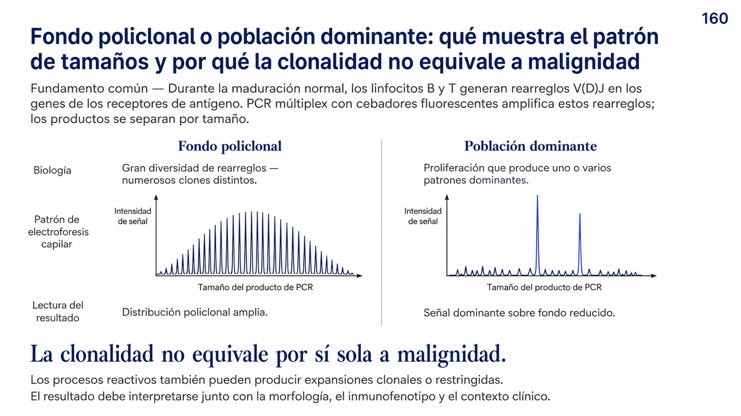 Comparación esquemática de dos patrones de clonalidad linfoide. Un enunciado superior explica que durante la maduración normal de los linfocitos B y T ocurren rearreglos V(D)J en los genes de los receptores de antígeno. El panel izquierdo corresponde a una población linfoide normal, policlonal, con gran diversidad de rearreglos, y su esquema muestra muchas señales finas de tamaños distintos que forman una distribución amplia. El panel derecho corresponde a una proliferación clonal, que puede producir uno o varios patrones dominantes, y su esquema muestra una o dos señales claramente más altas sobre un fondo reducido. Los dos esquemas comparten la misma anchura y la misma línea base; el eje horizontal indica el tamaño del producto de PCR y el vertical la intensidad de la señal, ambos sin valores numéricos. Una línea de metodología explica que los rearreglos V(D)J se amplifican por PCR multiplex con primers fluorescentes y que los productos se separan por electroforesis capilar, de modo que el patrón de tamaños permite diferenciar un fondo policlonal de una población dominante. Debajo, como conclusión destacada, se afirma que la clonalidad no equivale por sí sola a malignidad, porque los procesos reactivos también pueden producir expansiones clonales o restringidas, y que el resultado debe interpretarse junto con la morfología, el inmunofenotipo y el contexto clínico.