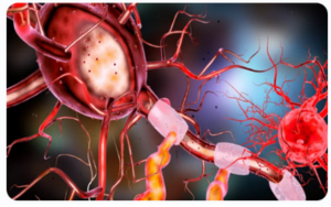 Ilustración de una red neuronal compleja con neuronas en tonos rojos y rosas, resaltando axones, dendritas y vainas de mielina, sobre un fondo azul desenfocado.